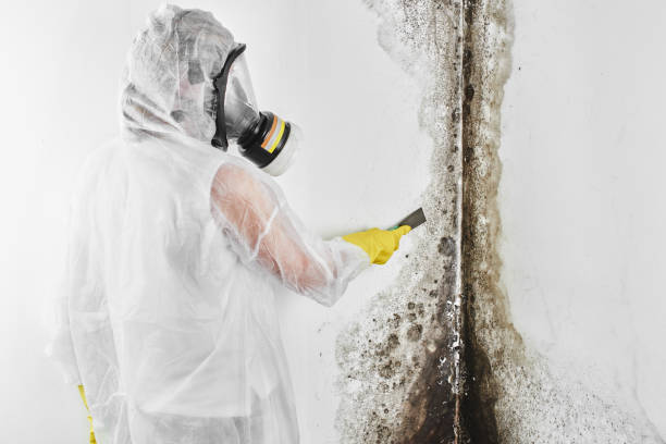 Professional Mold Inspection, Removal & Remediation in Folsom, PA